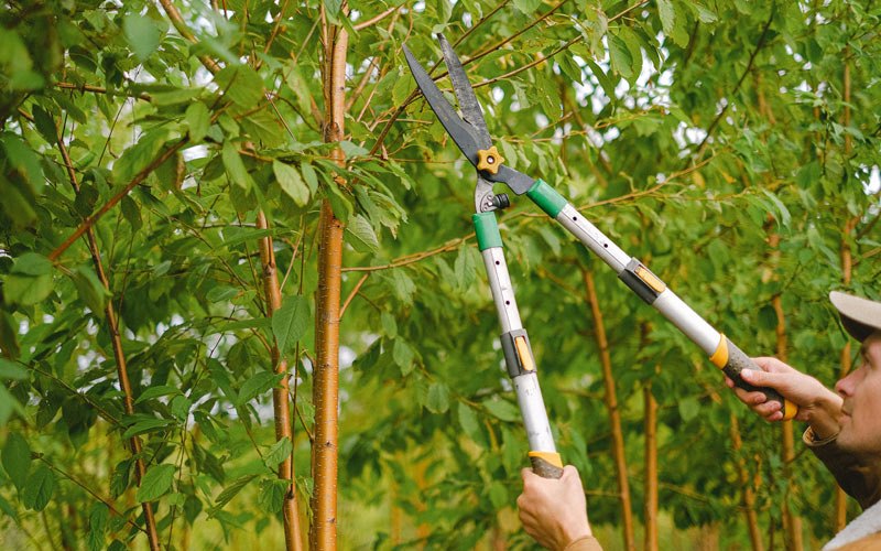 Tree trimming in Zenda, WI
