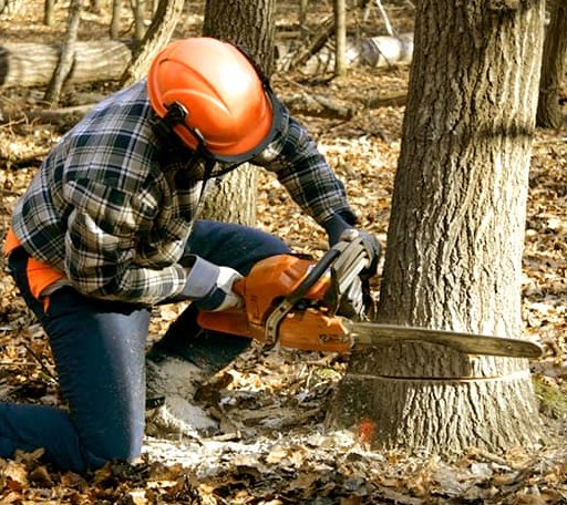 Tree Removal in Zenda, WI